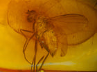 True Fly Amber Inclusion
