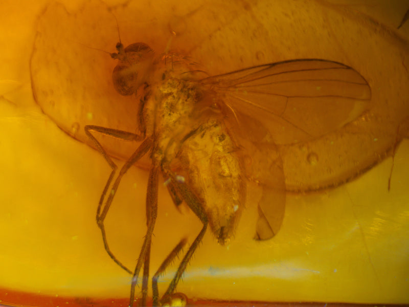 True Fly Amber Inclusion