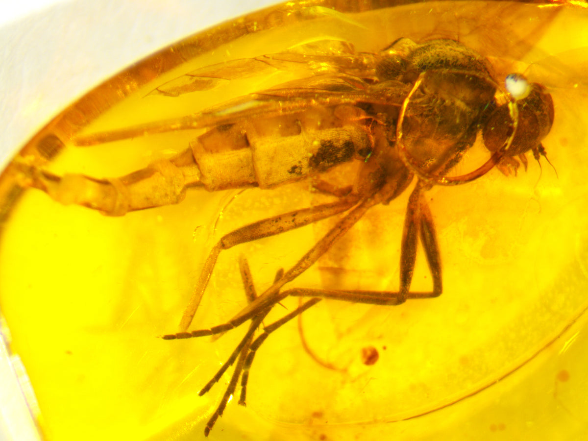 Predatory Snipe Fly Amber Inclusion